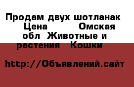 Продам двух шотланак   › Цена ­ 300 - Омская обл. Животные и растения » Кошки   